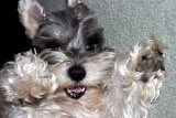pet